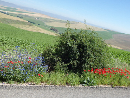 The flowers of Andalucia.